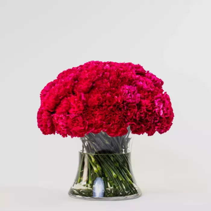 Simply 50 Hot Pink Carnations